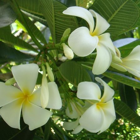 Baan Kuasakul Resort Мае Нам Екстериор снимка